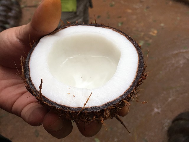 生のココナッツ