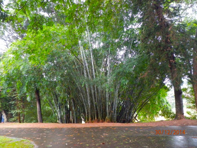 スリランカの竹